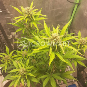 Amnesia_Haze_Auto_Autoflowering_semínka_konopí