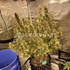 Amnesia_Haze_Auto_seminka_konopi