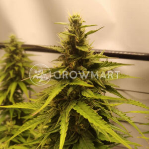 Amnesia_Haze_Automatic_Autoflowering_semínka_konopí