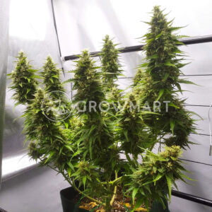 Amnesia_Haze_Automatic_Autoflowering_semínka_konopí