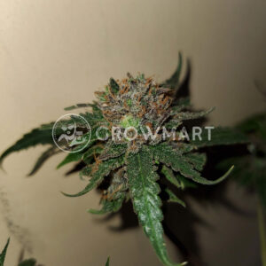 Amnesia_Molotov_Feminizovaná_semínka_konopí