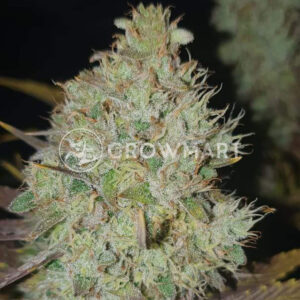 Amnesia_Molotov_Feminizovaná_semínka_konopí