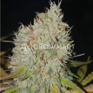 Amnesia_Molotov_Feminizovaná_semínka_konopí