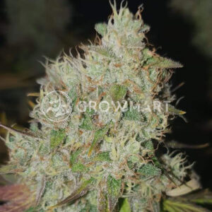 Amnesia_Molotov_Feminizovaná_semínka_konopí