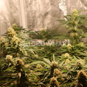 Amnesia_Ryder_Autoflowering_semínka_konopí