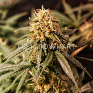 Amnesia_Ryder_Autoflowering_semínka_konopí