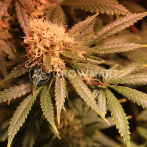 Amnesia_Ryder_Autoflowering_semínka_konopí