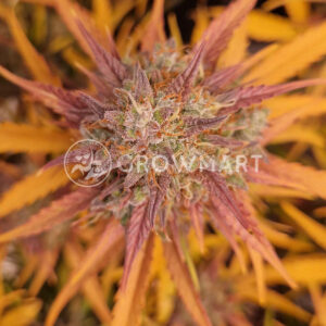 Amnesia_Zkittlez_Auto_seminka_konopi