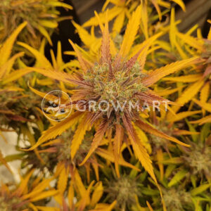 Amnesia_Zkittlez_Auto_seminka_konopi