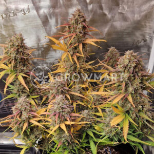 Amnesia_Zkittlez_Auto_seminka_konopi
