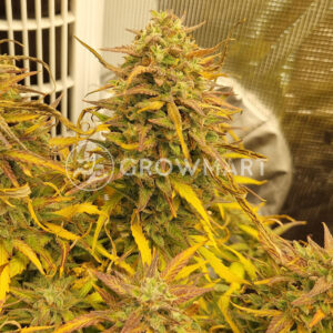Amnesia_Zkittlez_Auto_seminka_konopi