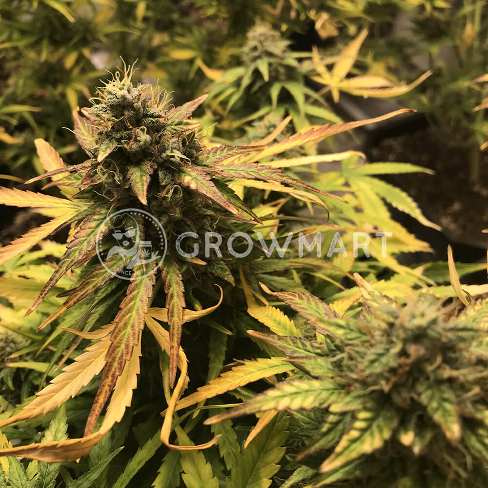 Amnesia_haze_Auto_seminka_konopi