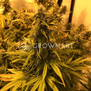 Amnesia_haze_Auto_seminka_konopi