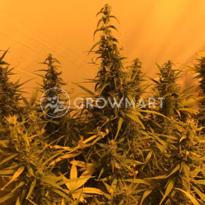 Amnesia_haze_Auto_seminka_konopi