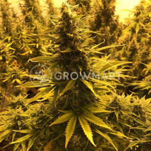 Amnesia_haze_Auto_seminka_konopi