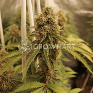 Amsterdam_Amnesia_seminka_konopi_1