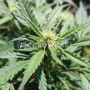 Amur_Giant_Auto_Feminizovaná_semínka_konopí