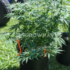 Amur_Giant_Auto_Feminizovaná_semínka_konopí