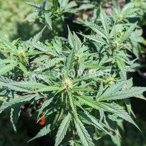 Amur_Giant_Auto_Feminizovaná_semínka_konopí