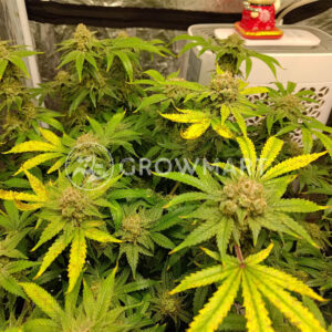 Apple_Fritter_Auto_seminka_konopi