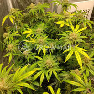 Apple_Fritter_Auto_seminka_konopi