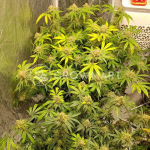 Apple_Fritter_Auto_seminka_konopi