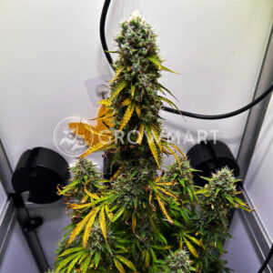 Apple_Fritter_Automatic_seminka_konopi
