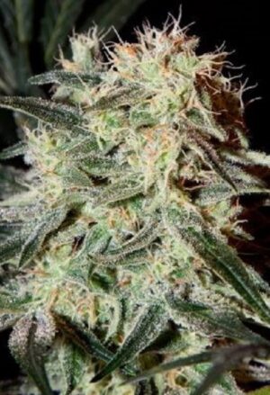 Green House Seed - ARJAN'S STRAWBERRY HAZE | Feminized Cannabis Seeds - Image 5