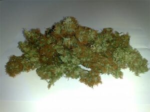 Green House Seed - ARJAN'S STRAWBERRY HAZE | Feminized Cannabis Seeds - Image 8