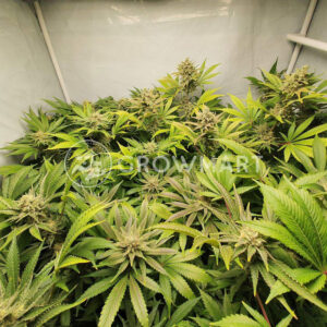 Aurora_Indica_Regulerni_seminka_konopi