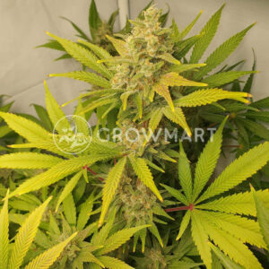 Aurora_Indica_Regulerni_seminka_konopi