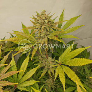 Aurora_Indica_Regulerni_seminka_konopi