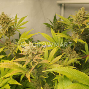 Aurora_Indica_Regulerni_seminka_konopi