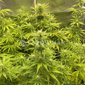 Aut_Biodiesel_Mass_XXL_seminka_konopi