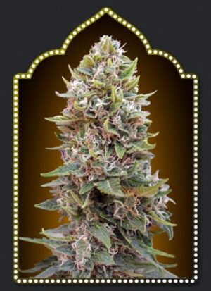 Auto Cheese Berry semena konopi