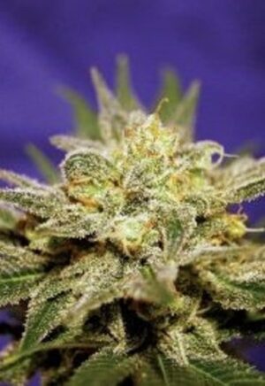 kannabia-white-domina-auto-growmart