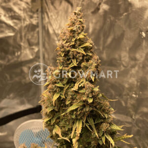 Auto_Acid_Autoflower_semínka_konopí