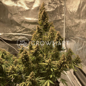 Auto_Acid_Autoflower_semínka_konopí