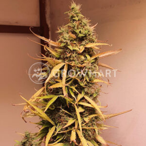 Auto_Afghan_Mass_XXL_Autoflowering_semínka_konopí