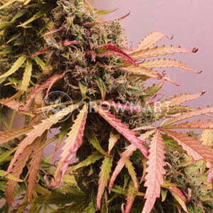 Auto_Afghan_Mass_XXL_Autoflowering_semínka_konopí