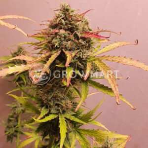 Auto_Afghan_Mass_XXL_Autoflowering_semínka_konopí