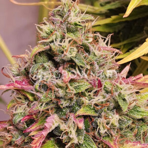 Auto_Afghan_Mass_XXL_Autoflowering_semínka_konopí