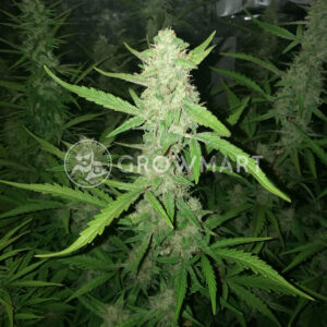 Auto_Afghan_Skunk_Samokvetoucí_semena_konopí