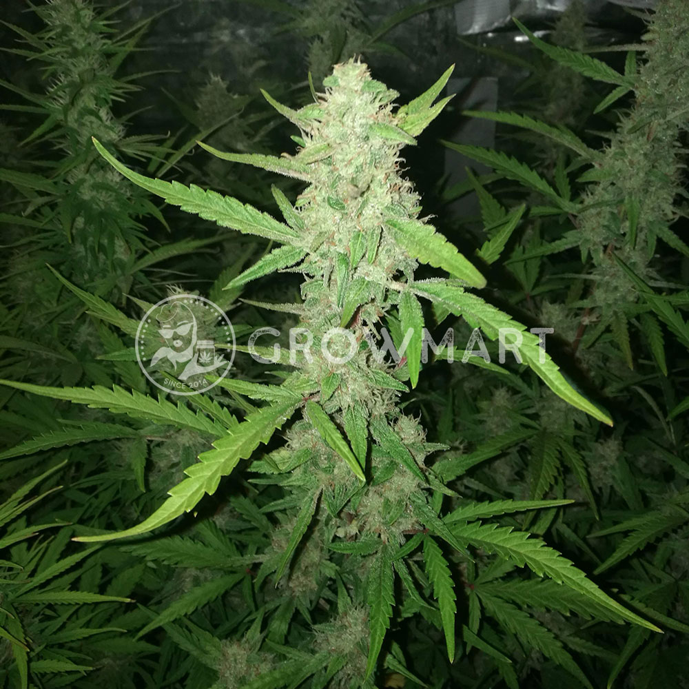 Auto_Afghan_Skunk_Samokvetoucí_semena_konopí
