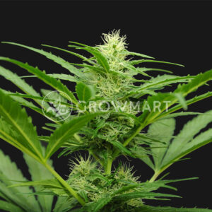 Auto_Amnesia_seminka_konopi