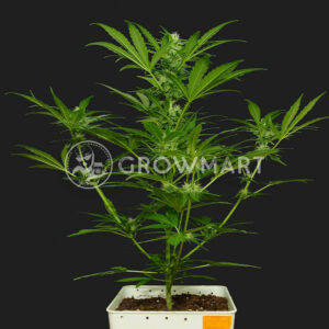 Auto_Amnesia_seminka_konopi