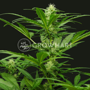 Auto_Amnesia_seminka_konopi