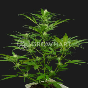 Auto_Amnesia_seminka_konopi