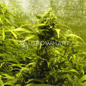 Automatic_Collection_#1_Samokvetoucí_semena_konopí