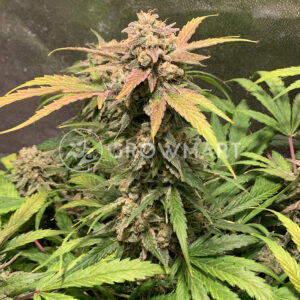 Auto_Blue_Amnesia_Autoflower_semínka_konopí